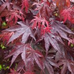 Acer palmatum bloodgood �rable du japon palm� plante de jardin � feuilles caduques arbuste en pot