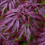Acer palmatum dissectum garnet rable du japon arbuste de jardin  feuilles caduques en pot