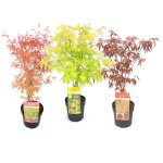 Acer palmatum - set de 3 - erable du japon - pot 19cm - hauteur 60 - 70cm