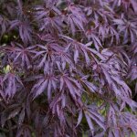 Acer palmatum trompenburg rable du japon plante de jardin  feuilles caduques arbuste en pot