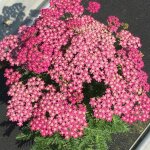Achille millefeuille milly rock? rose
