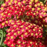 Achill�e millefolium paprika - 50 / 60 cm godet de 8 cm - rouge