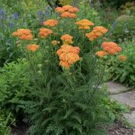 Achill�e terracotta - sans traitement