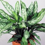 Aglaonema maria christina premium plante chinoise � feuilles persistantes 25 - 35 cm en pot
