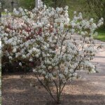 Am�lanchier du canada amelanchier canadensis