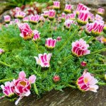 Anacyclus pyrethrum depressus (pot de 9cm) - vivace compacte et basse - id�al pour jardins de rocaille ...