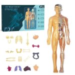Mod�le anatomie humaine 3d semi / transparent pour enfants 8 - 12 ans squelette plastique � monter pi�ces ...