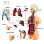 Modle anatomie du torse humain 3d assemblage orgue du corps humain kits apprentissage des sciences ducativ ...