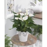 Anthurium blanc langue de feu plante d?intérieur décorative colorée à fleurs en pot 13 cm Anthurium blanc langue de feu plante d?intérieur décorative colorée à fleurs en pot 13 cm