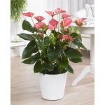 Anthurium rose langue de feu plante d?intérieur ornementale à fleurs en pot 13 cm Anthurium rose langue de feu plante d?intérieur ornementale à fleurs en pot 13 cm