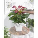 Anthurium violet langue de feu plante � fleurs pour la maison - le bureau en pot 13 cm