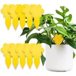 Anti moucherons interieur ? 10 piges ? attrape mouche de plantes - cologique ? tres efficace - jusqu ...