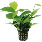 Anubias nana big - plante daquarium