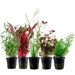Aquaone plantes daquarium - set de pots de plantes no. 118