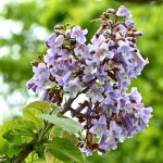 Arbre dornement - schramas - anna - lot de 2 paulownia tomentosa - croissance rapide - feuillage tr�s ...