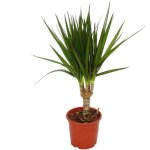 Arbre dragon - dracaena marginata - 1 plante - plante dint�rieur facile dentretien - palmier