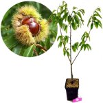Arbre fruitier - schramas - marrone di marradi - feuilles vert foncé - fleurs jaune pâle - fruits sucrés ... Arbre fruitier - schramas - marrone di marradi - feuilles vert foncé - fleurs jaune pâle - fruits sucrés ...