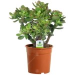 Arbre de jade - crassula ovata - 1 plante dintrieur ornementale pour maison ou bureau