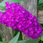 Arbre aux papillons nain nanho purple buddleia