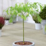 Arbuste acer dissectum �rable du japon arbuste dornement en pot pour petits jardins