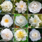 Arbuste camélia blanc plante à superbes feuilles persistantes prête à planter jardin extérieur en pot ... Arbuste camélia blanc plante à superbes feuilles persistantes prête à planter jardin extérieur en pot ...