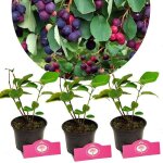 Arbuste fruitier - schramas - amelanchier alnifolia sleyt - fleurs blanc crme - fruits bleu - noir - ...