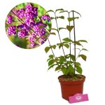 Arbuste d?ornement - schramas - callicarpa bodinieri profusion - fleurs lilas / roses - pot 17 cm - rustique ...