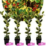 Arbuste ornemental - ilex golden king - feuillage panach� jaune - lot de 4 - pots 9 cm