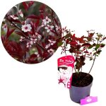 Arbuste - schramas - prunus x cistena - 200 cm - fleurs rose clair - feuillage rouge vif?violet fonc� ...