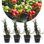 Arbuste - schramas - vaccinium macrocarpon howes - canneberge howes - feuillage bronze hivernal - baies ...