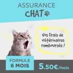 Assurance accident chat 6 mois