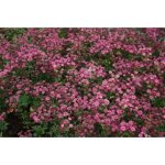 Astrantia major venice - plante vivace en pot de 9 x 9 cm