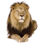 Autocollant moto deco animal animaux lion jungle