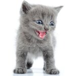 Autocollant sticker animal animaux chat chaton