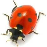 Autocollant sticker animal animaux coccinelle