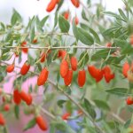 Baie de goji sweet success