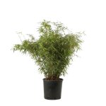 Bambou fargesia murieliae simba 80 / 100cm pot 10l