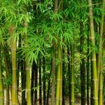 Bambou fargesia robusta campbell 60 / 80cm pot 3l