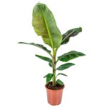 Bananier - musa dwarf cavendish par unit� plante dint�rieur en pot de culture 21 cm - 90 - 100 cm