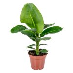 Musa dwarf cavendish - bananier d?int�rieur - plante d?int�rieur - h. 60 - 70 cm - p. 17 cm