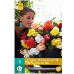 M�lange de 3 cascades odorosa fragrant multicolore