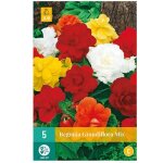 Begonias grandiflora - m�lange de 3 - fleurs � bulbes