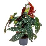 B�gonia maculata stippenplant per stuk - kamerplant en kwekerspot d12 cm - h25 - 35 cm