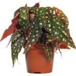Begonia macul� tamaya plante d?int�rieur pour maison ou bureau