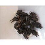 Bicorne ou griffe de lion ou warabassoni lot de 25 pieces