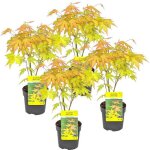 Bloomique - acer palmatum orange - 4 pi�ces - �rable japonais - plante exterieur jardin - arbre rustique ...