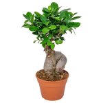 Bonsa� ficus ginseng par unit� ? plante d?int�rieur en pot de culture d17 cm - h35 cm