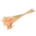 Bouquet de 50 plumeaux lagurus 75cm rose