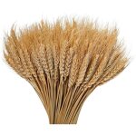 Bouquets de bl� s�ch� - pzcc - 100 pi�ces - 40 cm - naturel - d�coration int�rieure - rustique - flexible ...