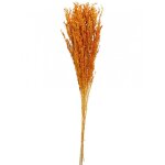 Bouquet de broom s�ch� terracotta 75 � 85 cm - orange
